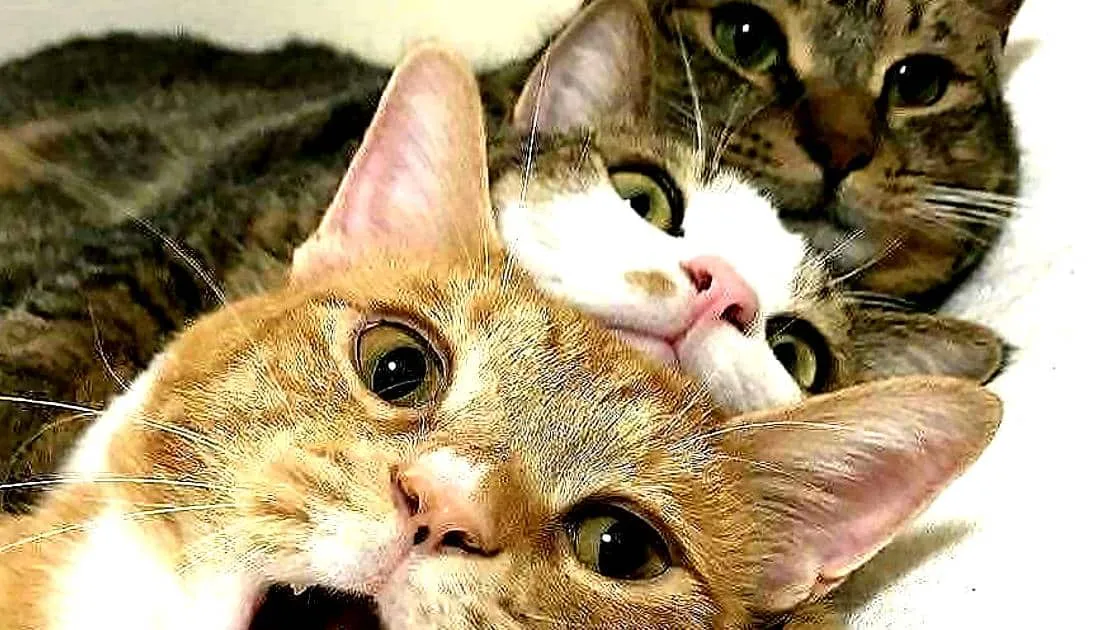 cats