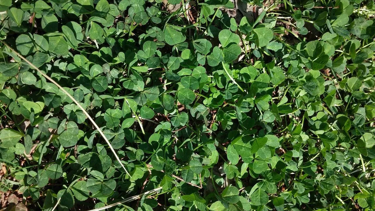 pixabay grass 331852 1280