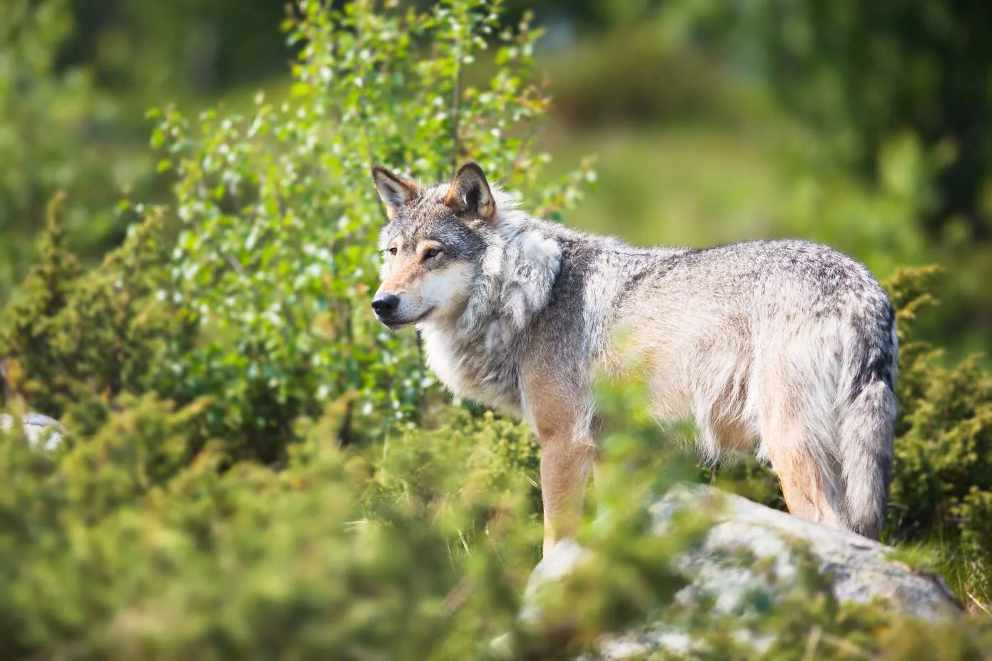 Maximaal 30.000 euro voor aanvragers wolfwerende rasters in Drenthe