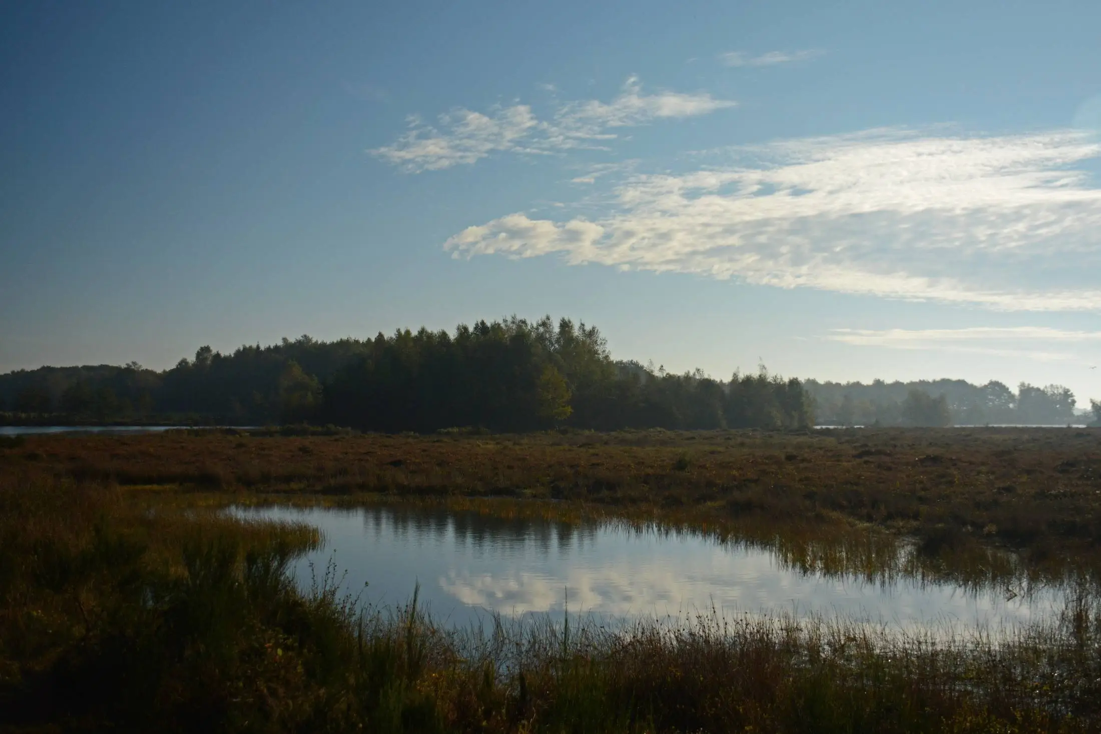 Balkbrug Haardennen - foto Stichting Landschap Overijssel - Nico Kloek