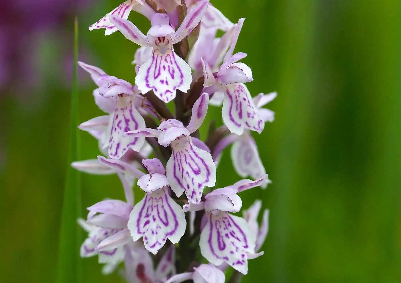 DWI D. maculata ssp. maculata Hoogeveen foto Hans dekker