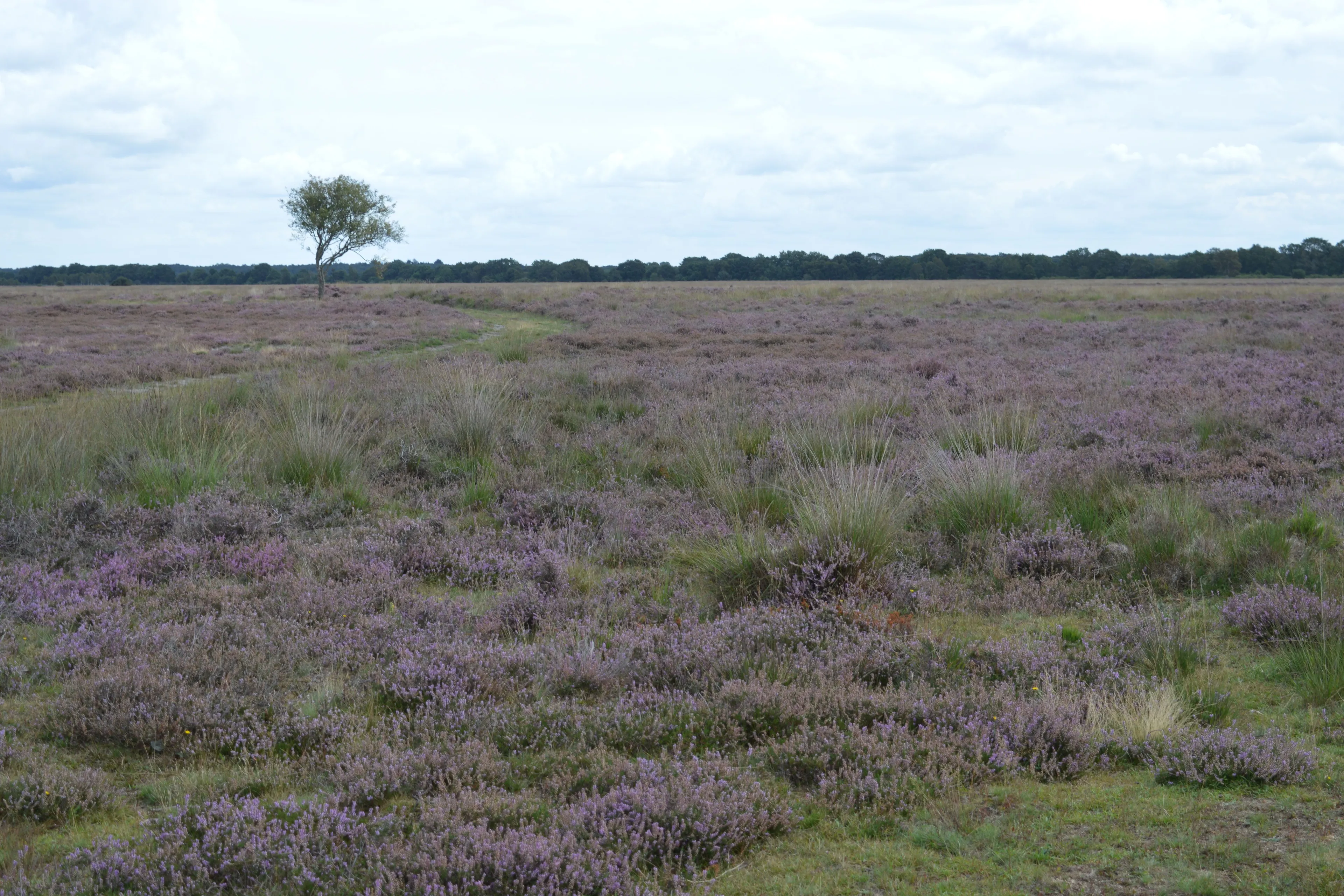 pn-sept2019-dwingelderveld3