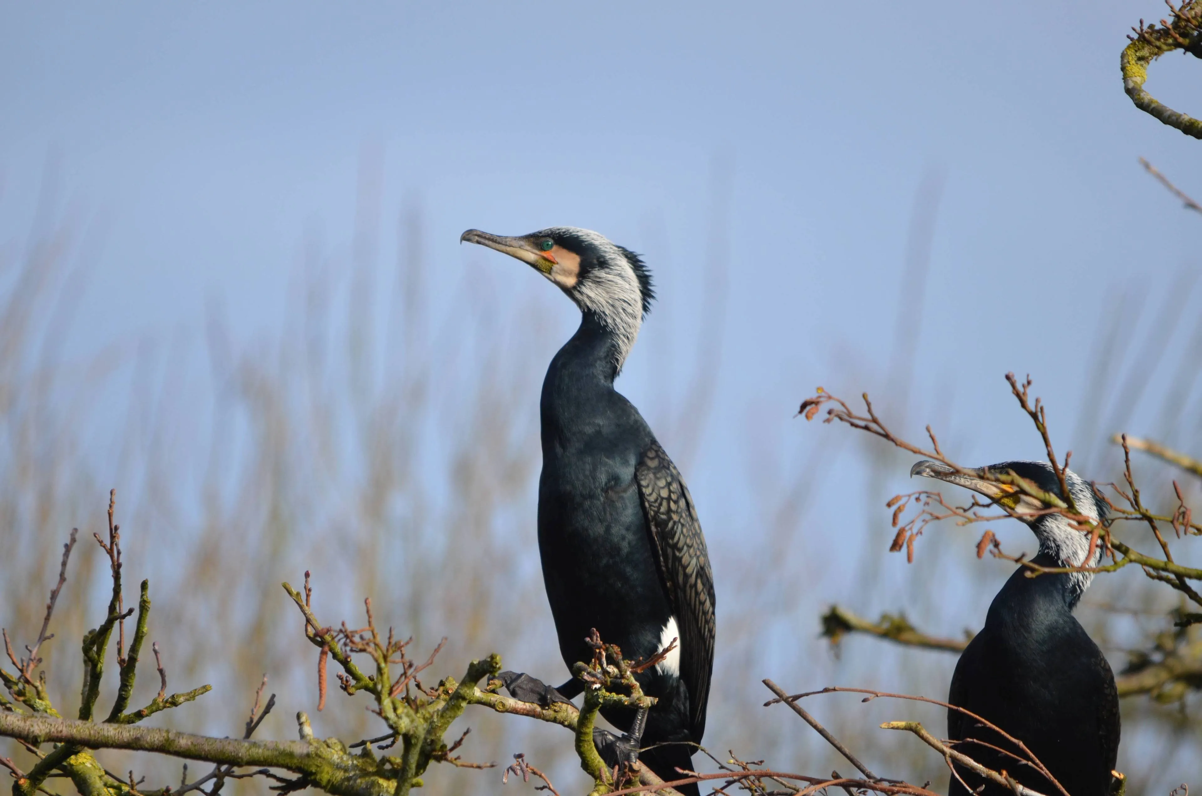 Wieden Natuurmonumenten-Henk Bergsma-4928x3264-MF06808