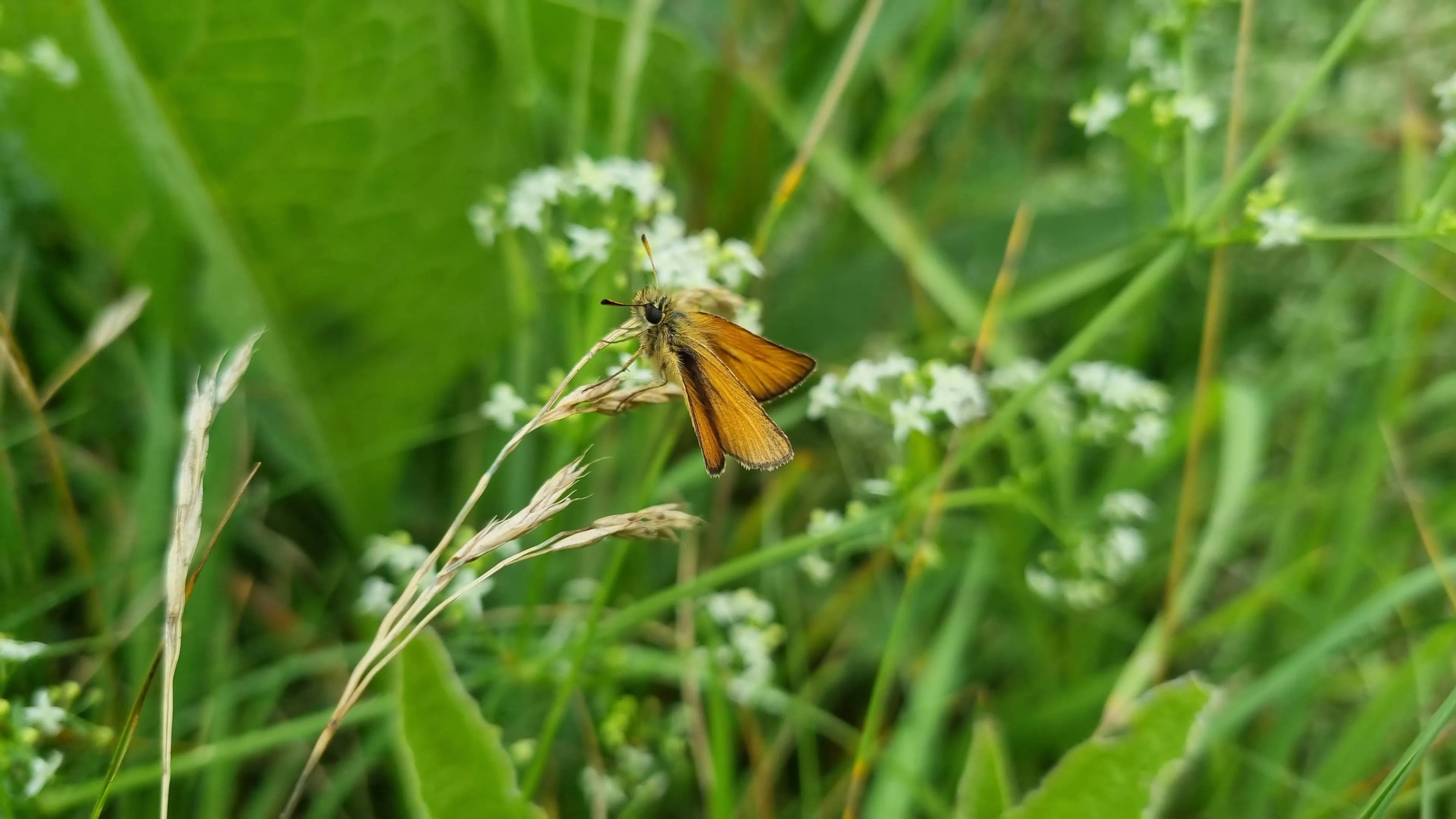 DR Boerenlandvlinder zwartsprietdikkopje 2 (foto Michiel van Elderenbosch)