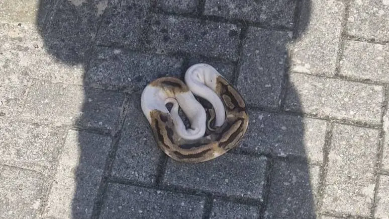 Python