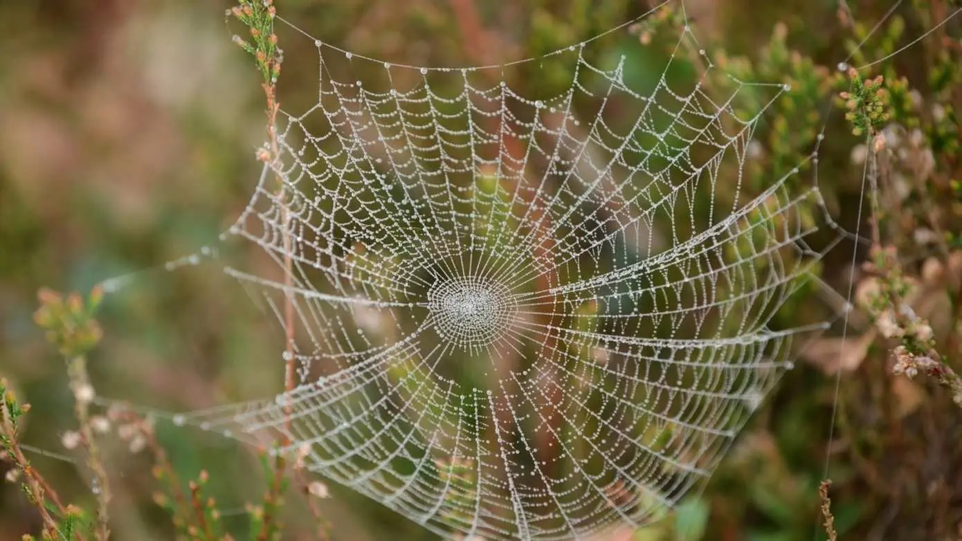 Spinnenweb Aaldrik Pot