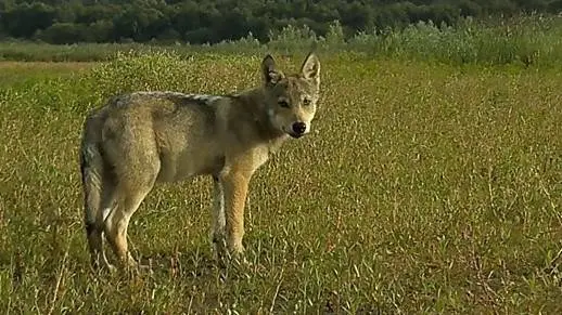 Wolf