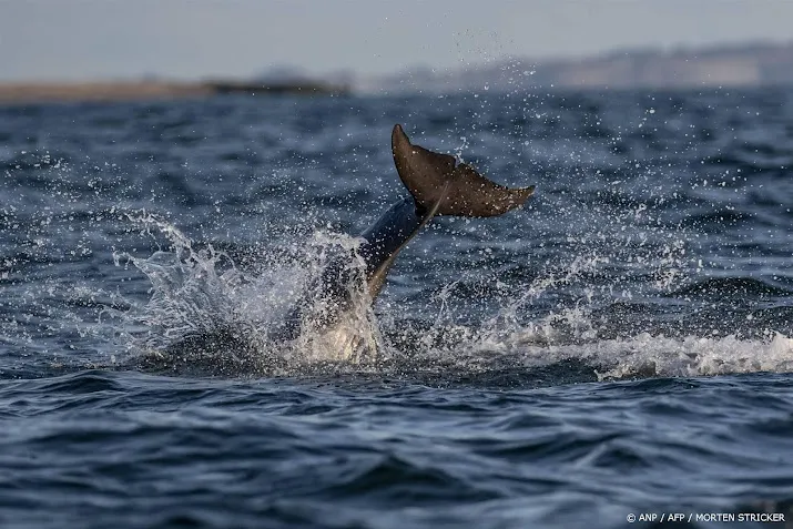 dolfijn gezien in noordzeekanaal zorgen bij sos dolfijn