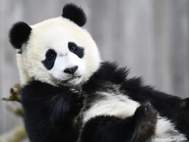panda in ouwehands dierenpark krijgt twee jongen een overleden