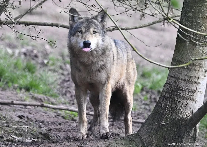 vergunning gelderland voor gebruik paintballgeweer tegen wolf