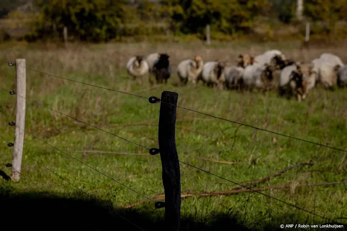 Dit jaar al 491 wolvenaanvallen, nu al veel meer dan in heel 2023