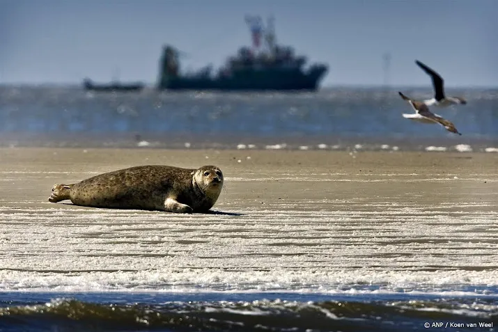 Ecomare waarschuwt strandbezoekers: houd afstand van zeehonden