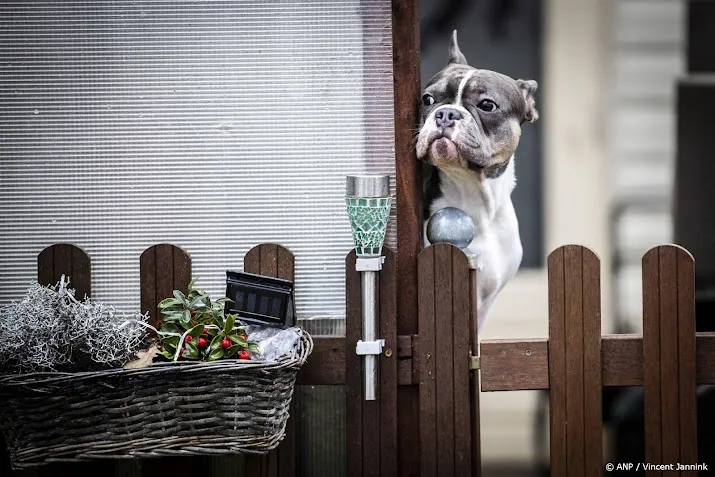 Dertien honden dood na kauwen op botten, NVWA doet onderzoek