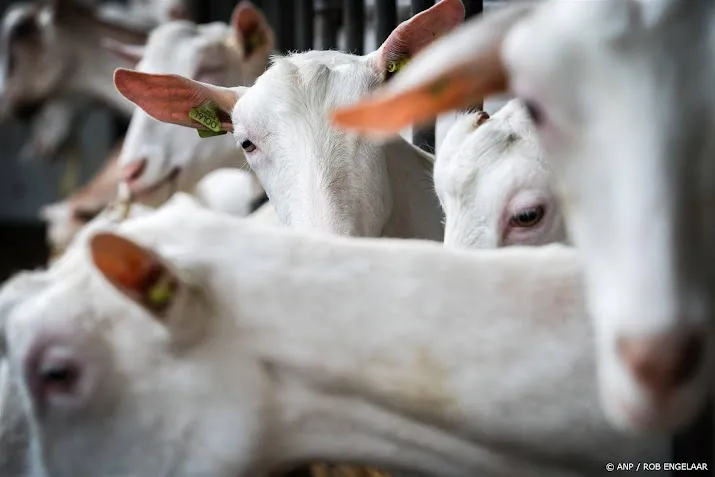 Meer doden door longziekte bij geitenhouderij, kabinet wil advies