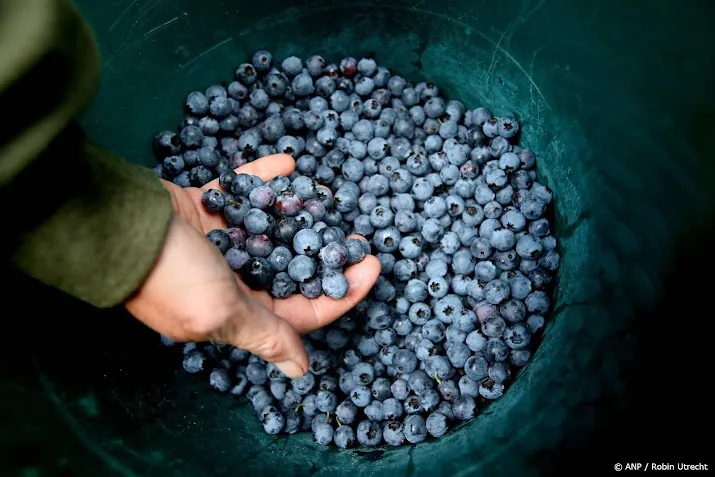 NVWA constateert veel overtredingen bij telers van blauwe bessen