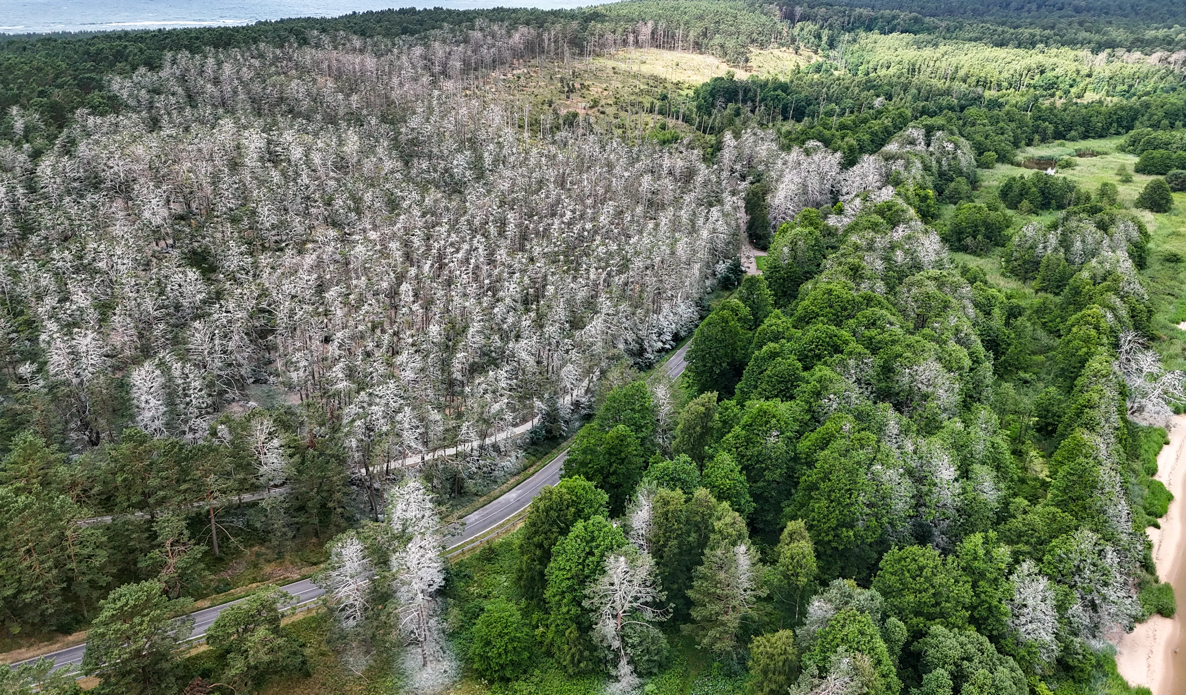 Kormoranų kolonija Juodkrantėje / Kas vyksta nuotr.