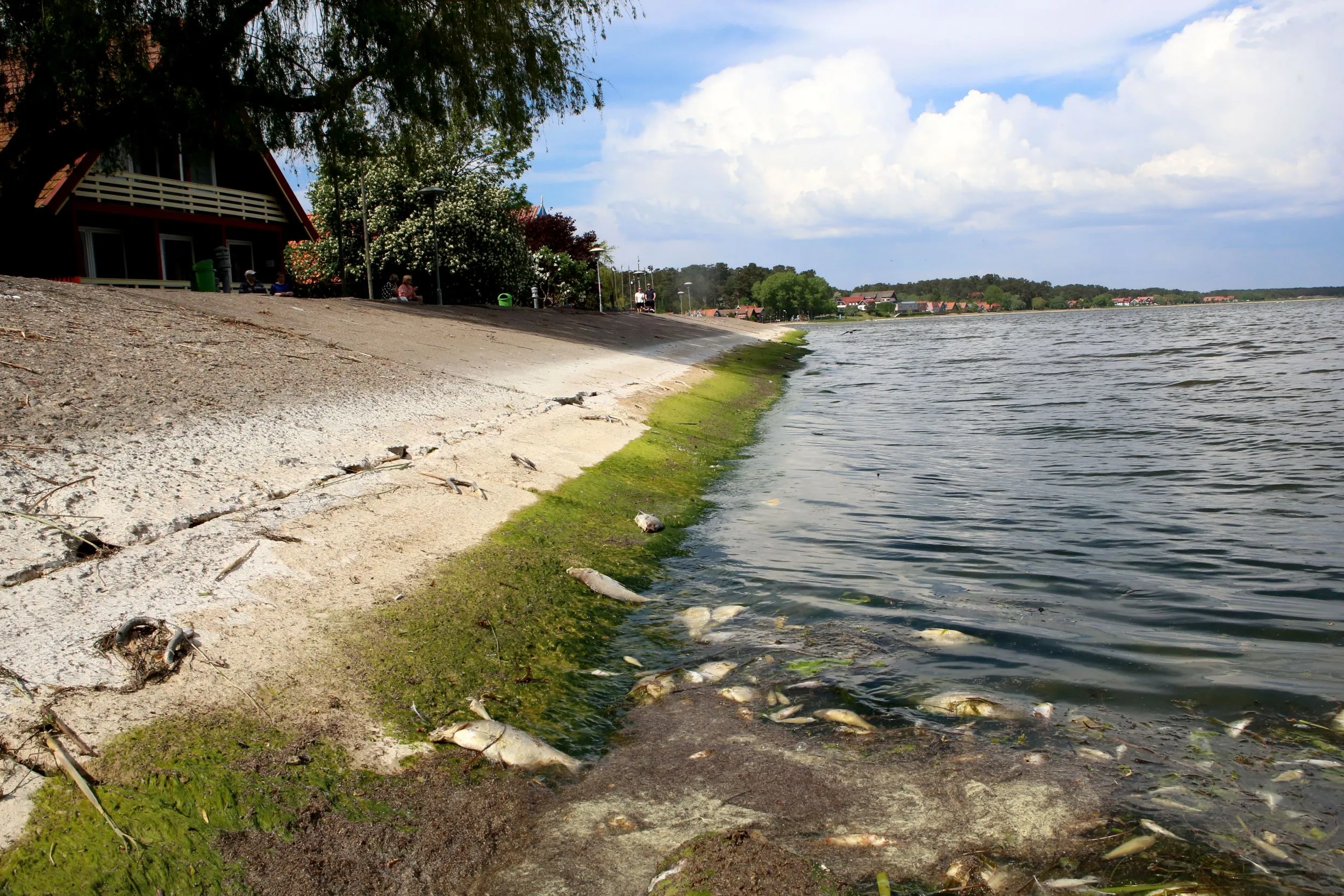 Kuršių mariose gaišta žuvys / M. Patašiaus nuotr.