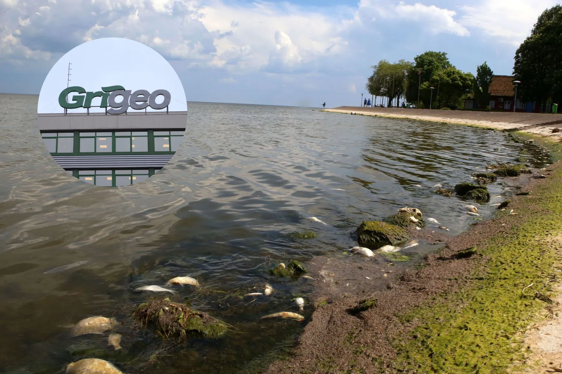 Kuršių marios, Grigeo Klaipėda
