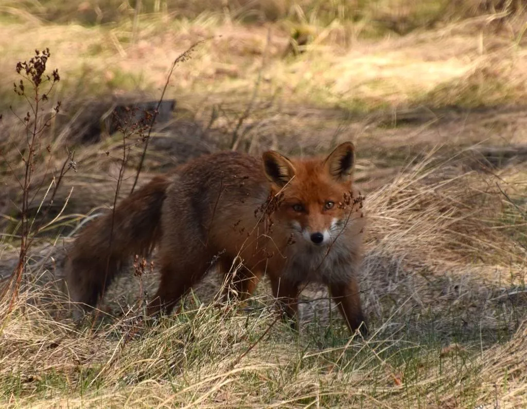 Rudoji lapė / S. Kupliausko, K. Dambrauskienės nuotr.
