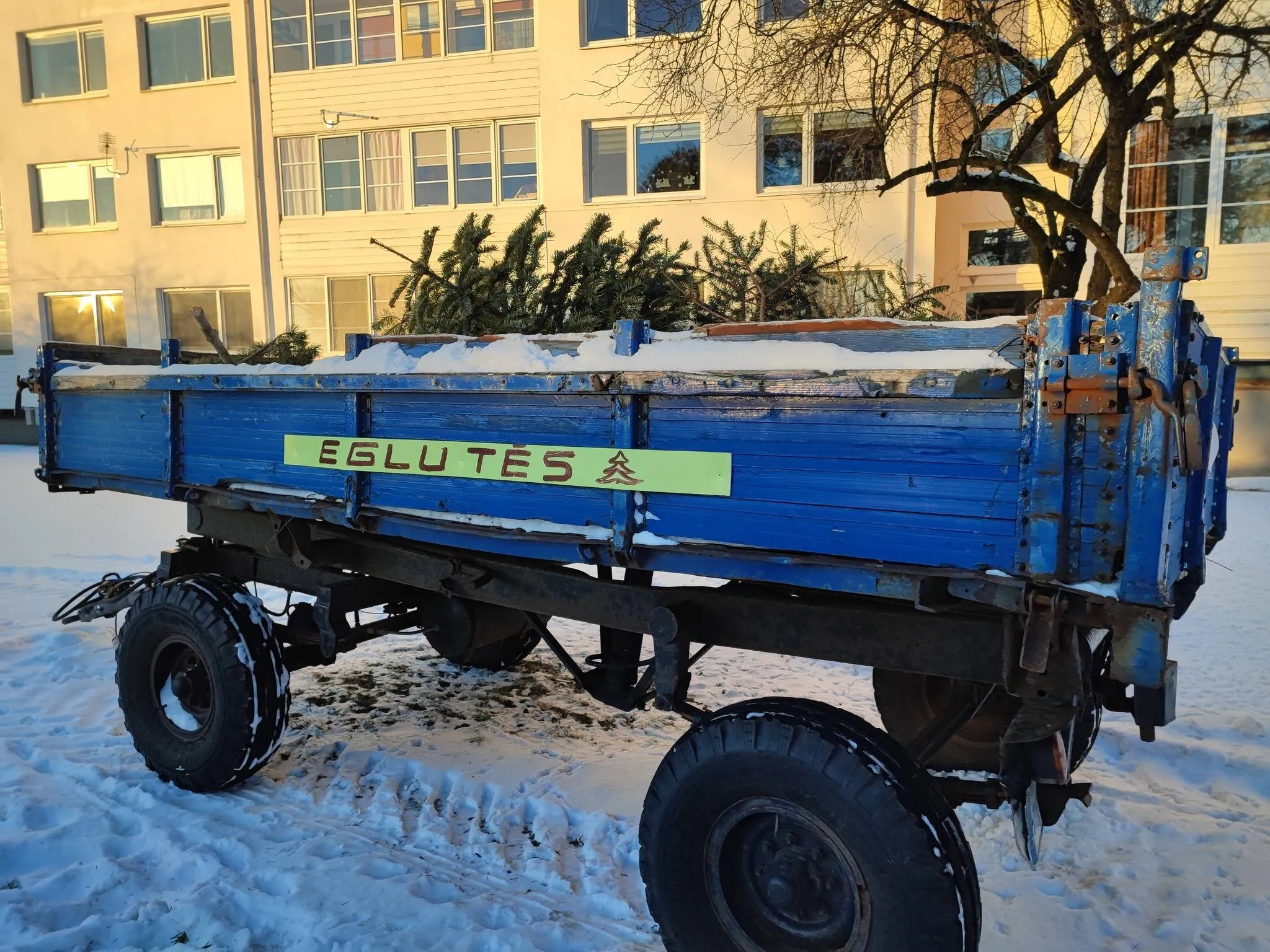 Eglučių surinkimas /  Neringos savivaldybės nuotr.