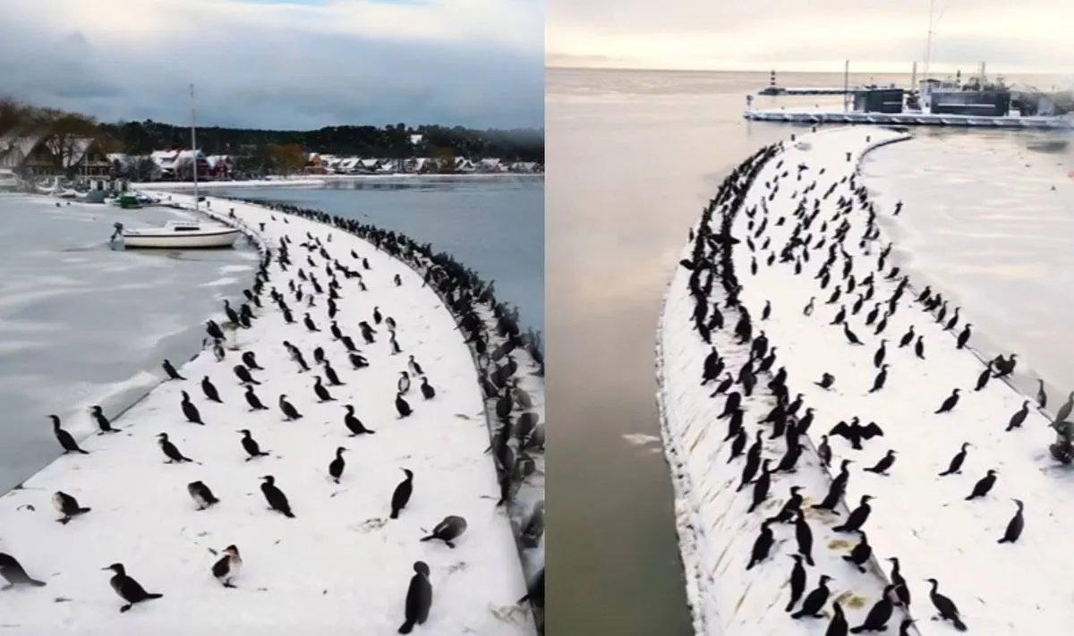 Vaizdai Nidoje pribloškia – tiek kormoranų vienoje vietoje retai pamatysi