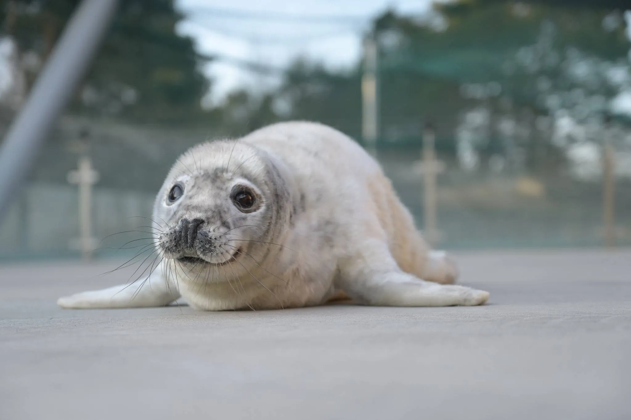 Ruoniukas Lietuvos jūrų muziejaus Baltijos jūros gyvūnų reabilitacijos centre