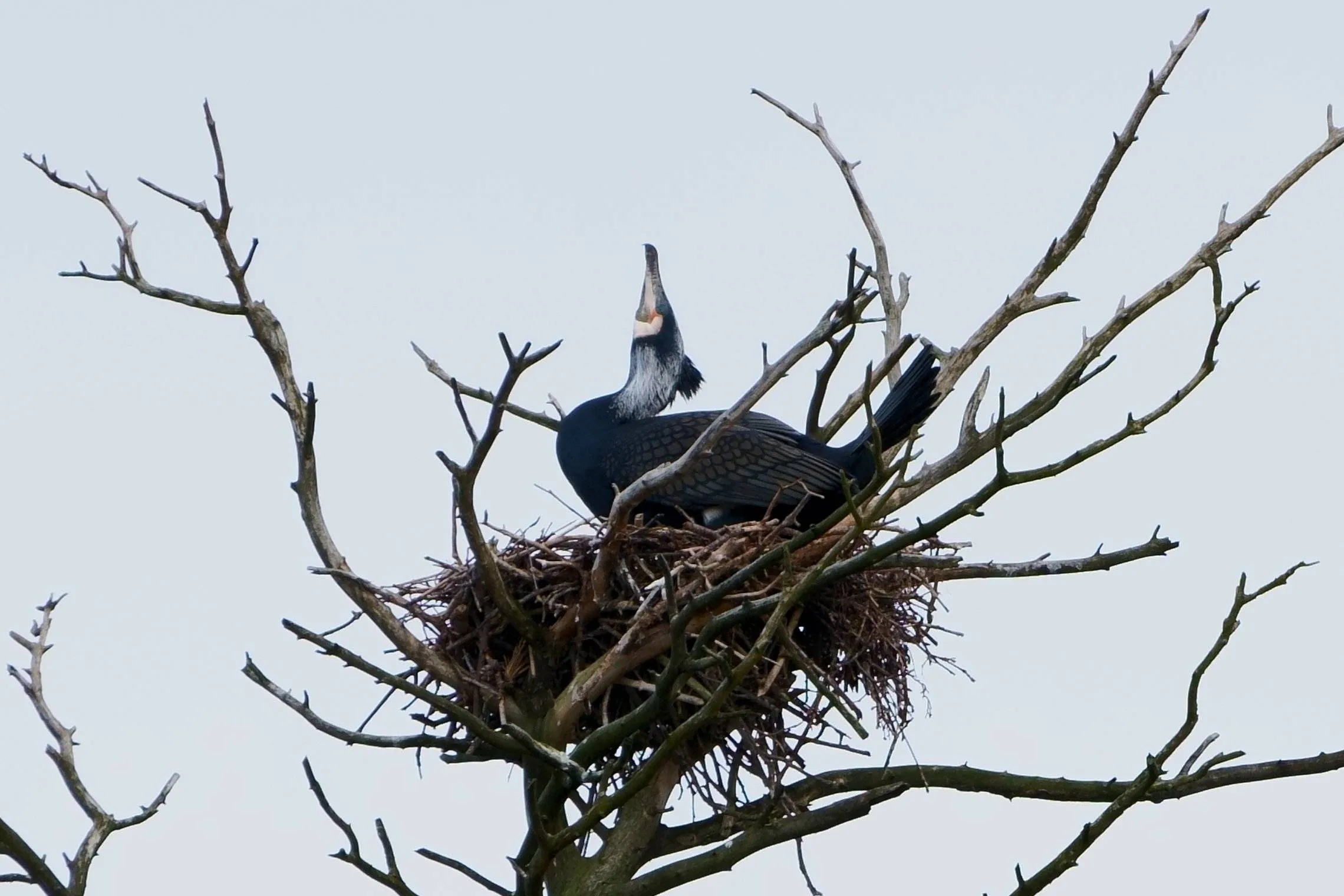 Kormoranas / Kuršių nerijos nacionalinis parko nuotr.