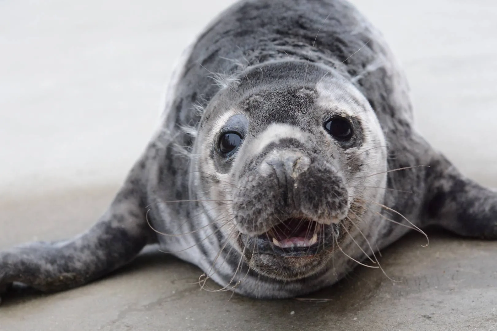 Ruoniukas / P. Kulikov nuotr.