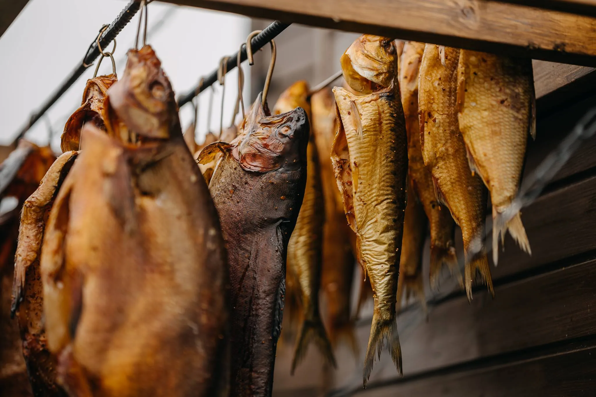 „Žiobrinės“ Nidoje