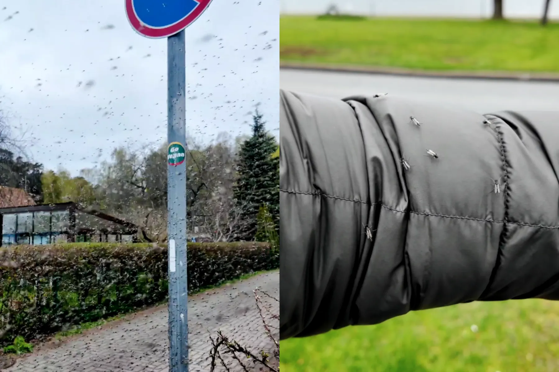 Uodai trūkliai Juodkrantėje