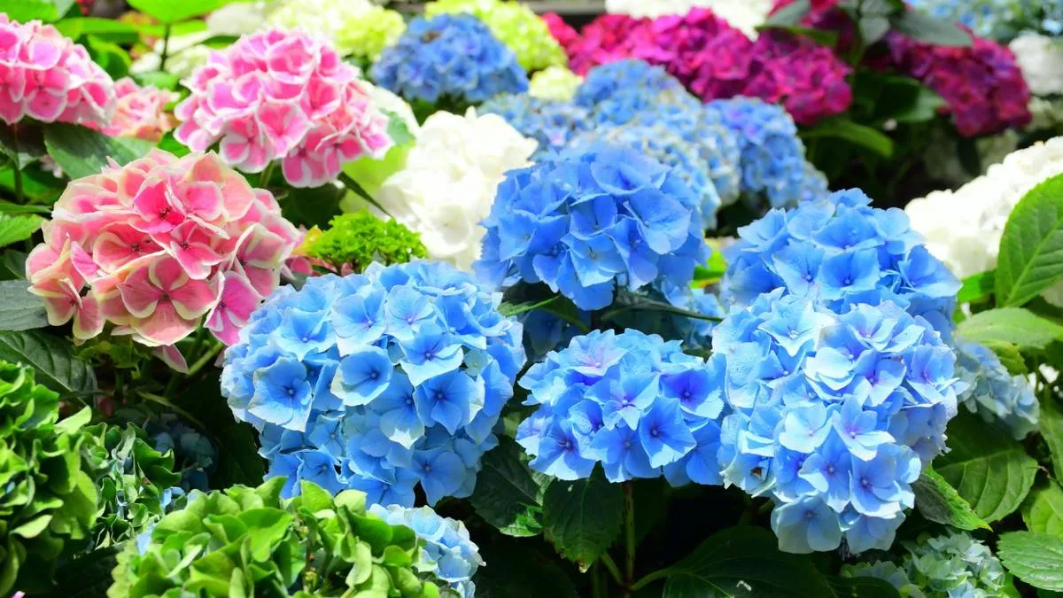 250902HORTENSIA