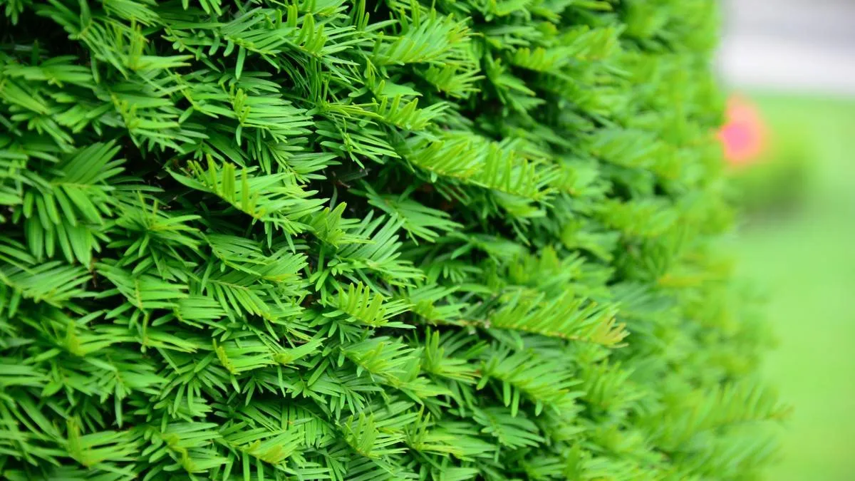 250904PLANTEN