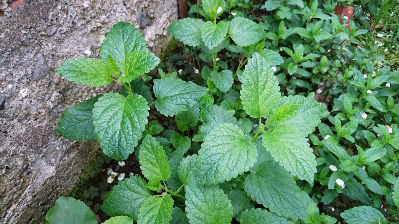 Natuurlijke anti-muggen: planten die echt werken in je tuin