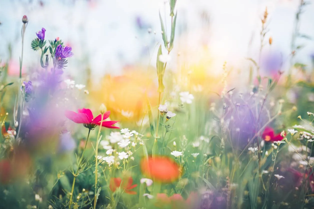 iStock-1126842267