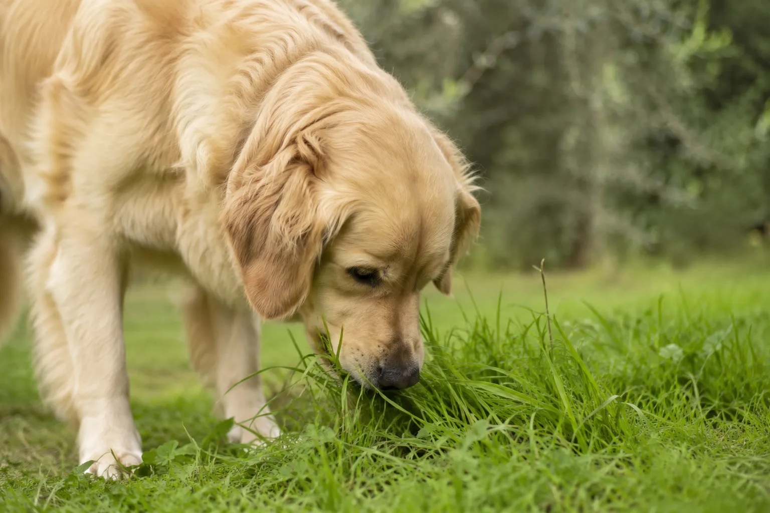 hond gras eten