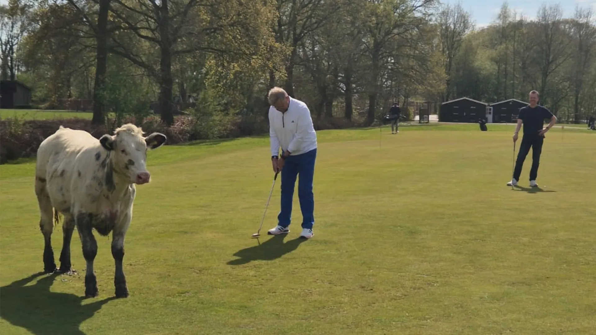 2026-04-15 koe op golfbaan
