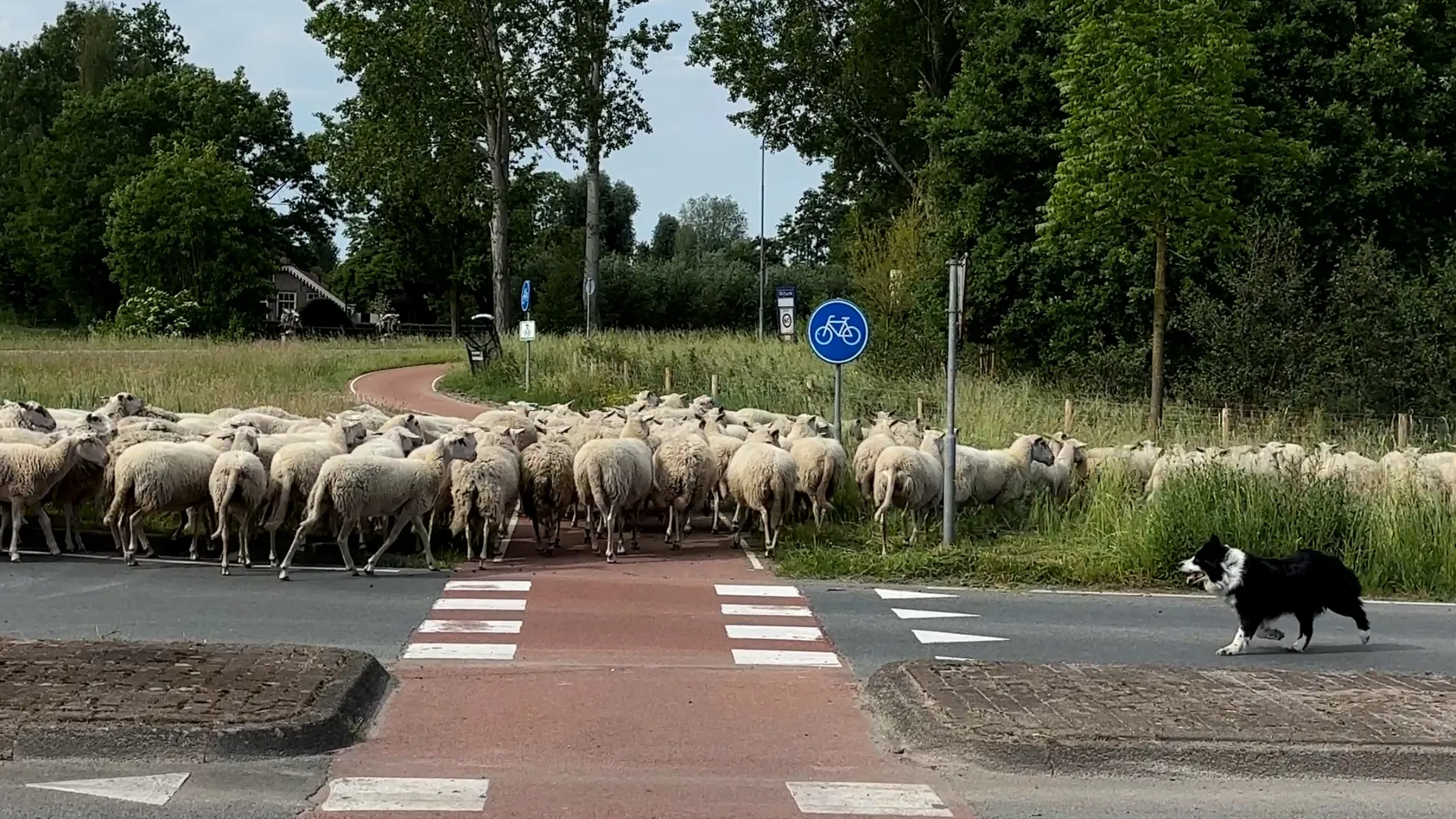 2026-05-27 schapen verplaatsen