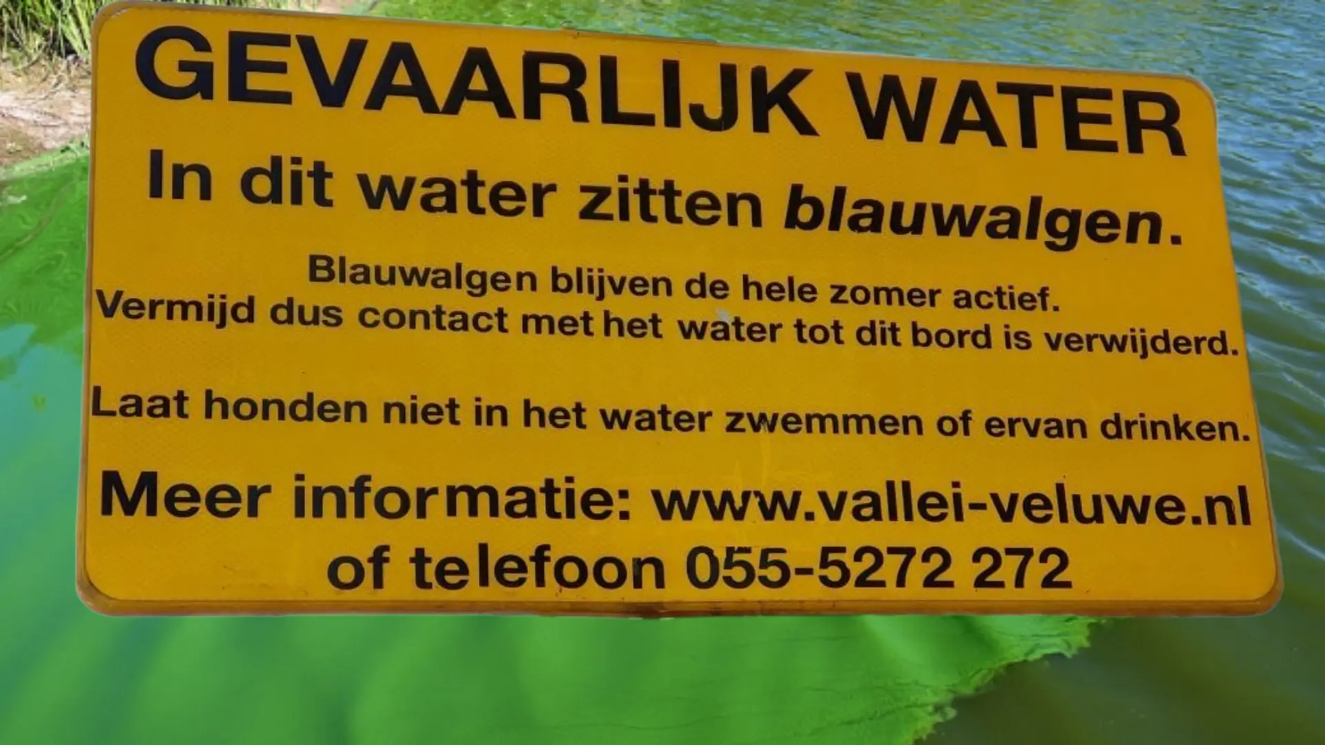 2026-07-17 blauwalg