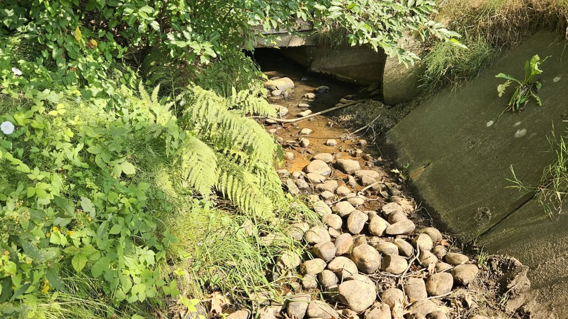 2026-07-18 waterschap droogte Veldbeek Bussenweg Putten