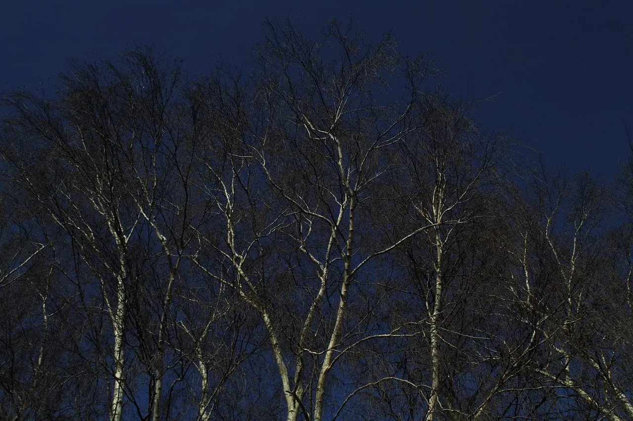 birch 101584 1280
