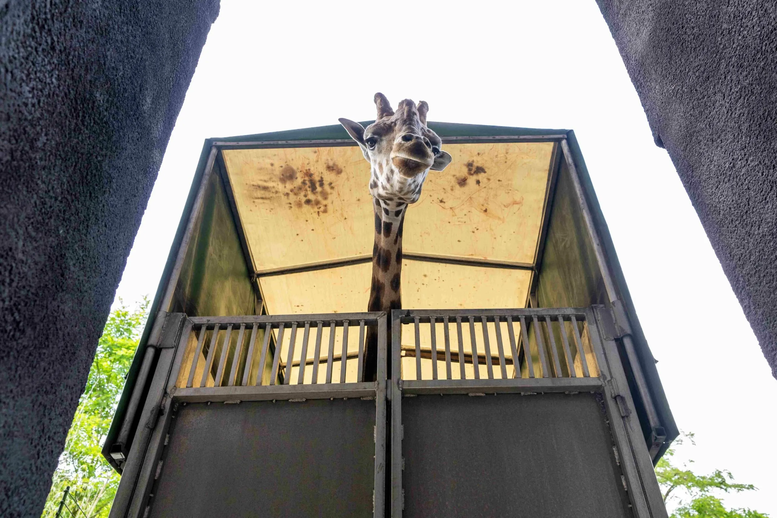 giraffentransportmira meijer koninklijke burgers zoo 3 scaled