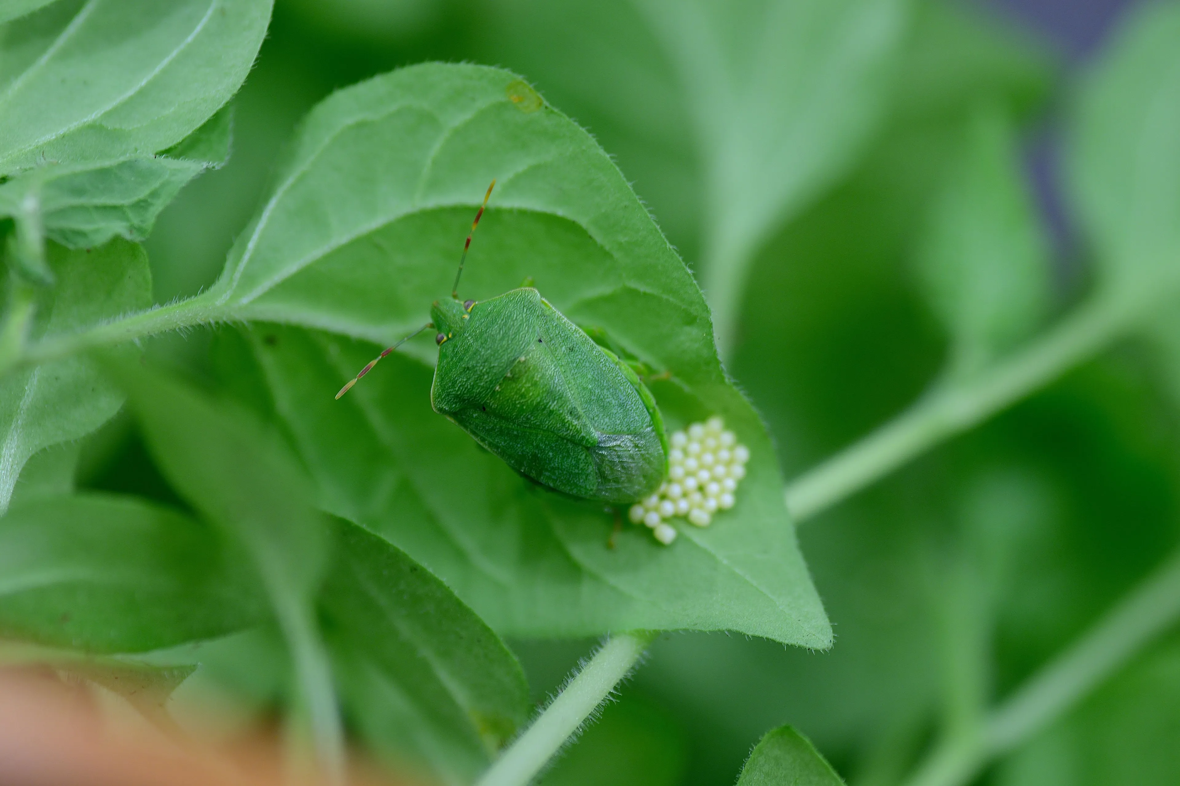 groene schildwants radboud universiteit