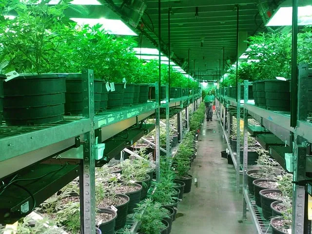marijuana 269851 640