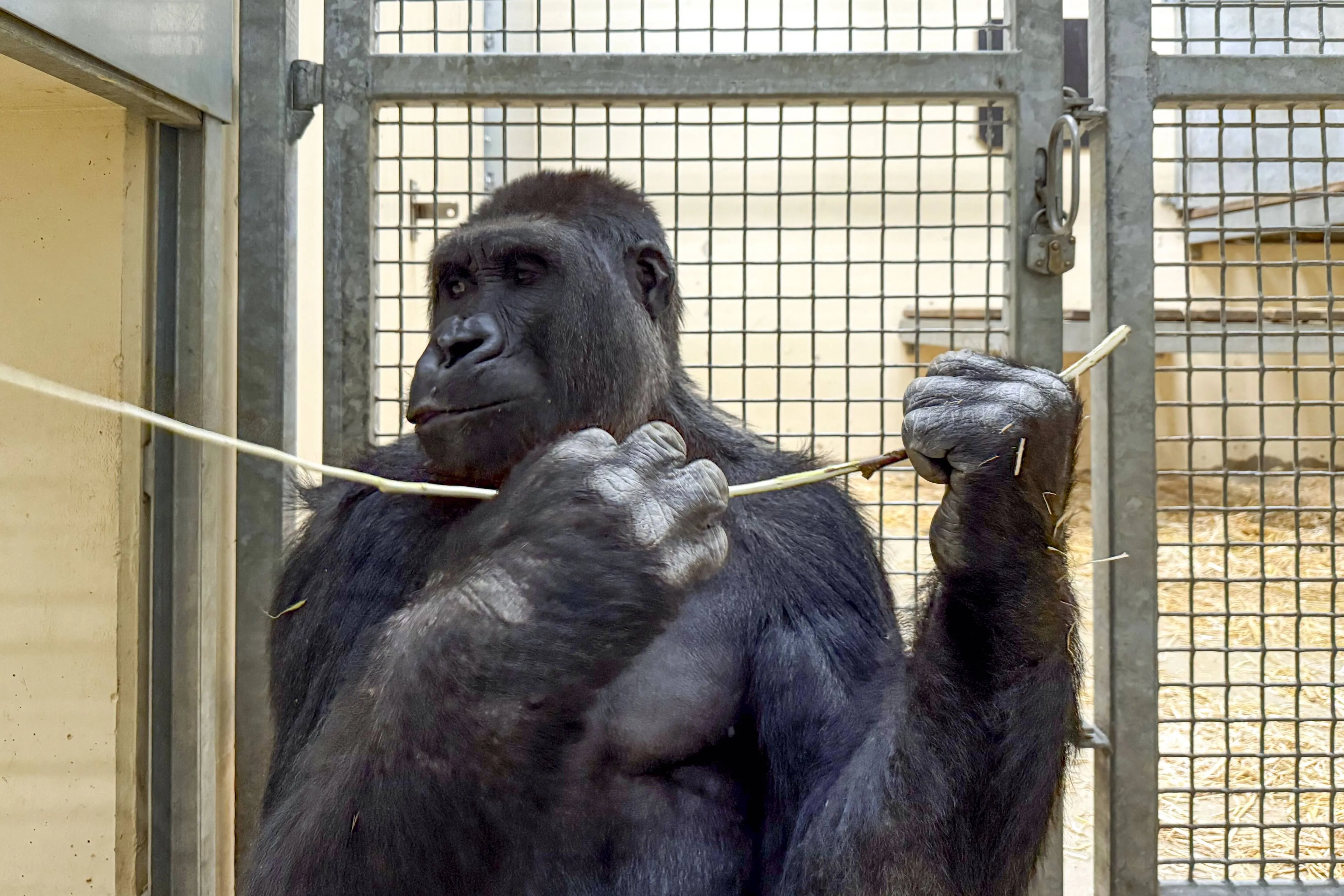 gorilla s voorafgaande aan transport 3