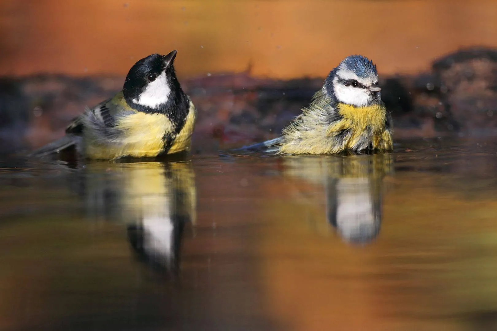 koolmees pimpelmees koosdansen