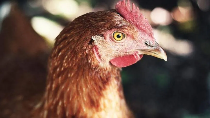 Vogelgriep-Rijksoverheid