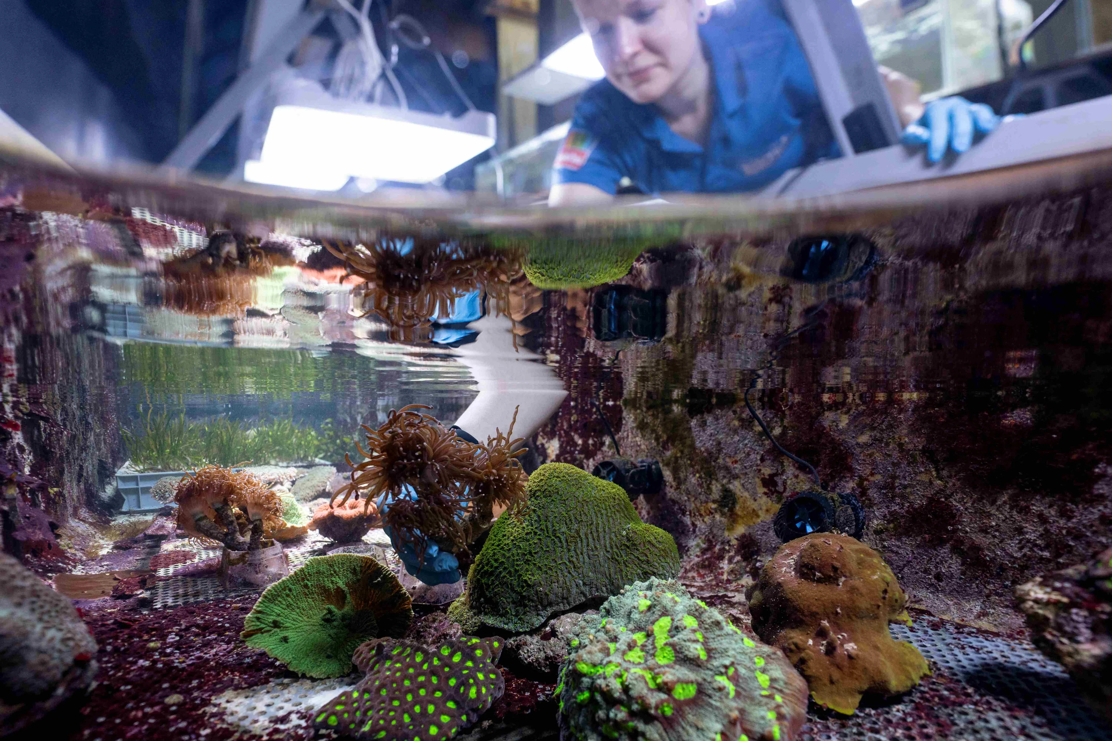 Dierverzorgster-Robbin-met-koralen-2