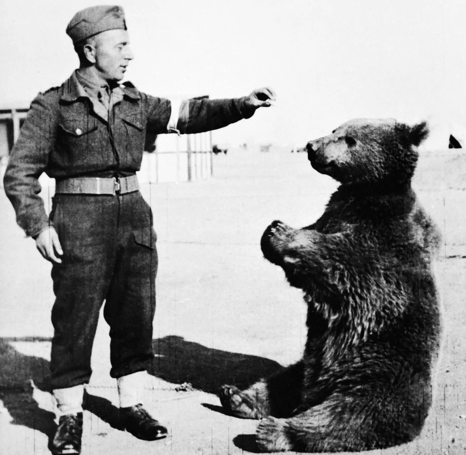 Wojtek the Bear - Public Domain liggend(1)