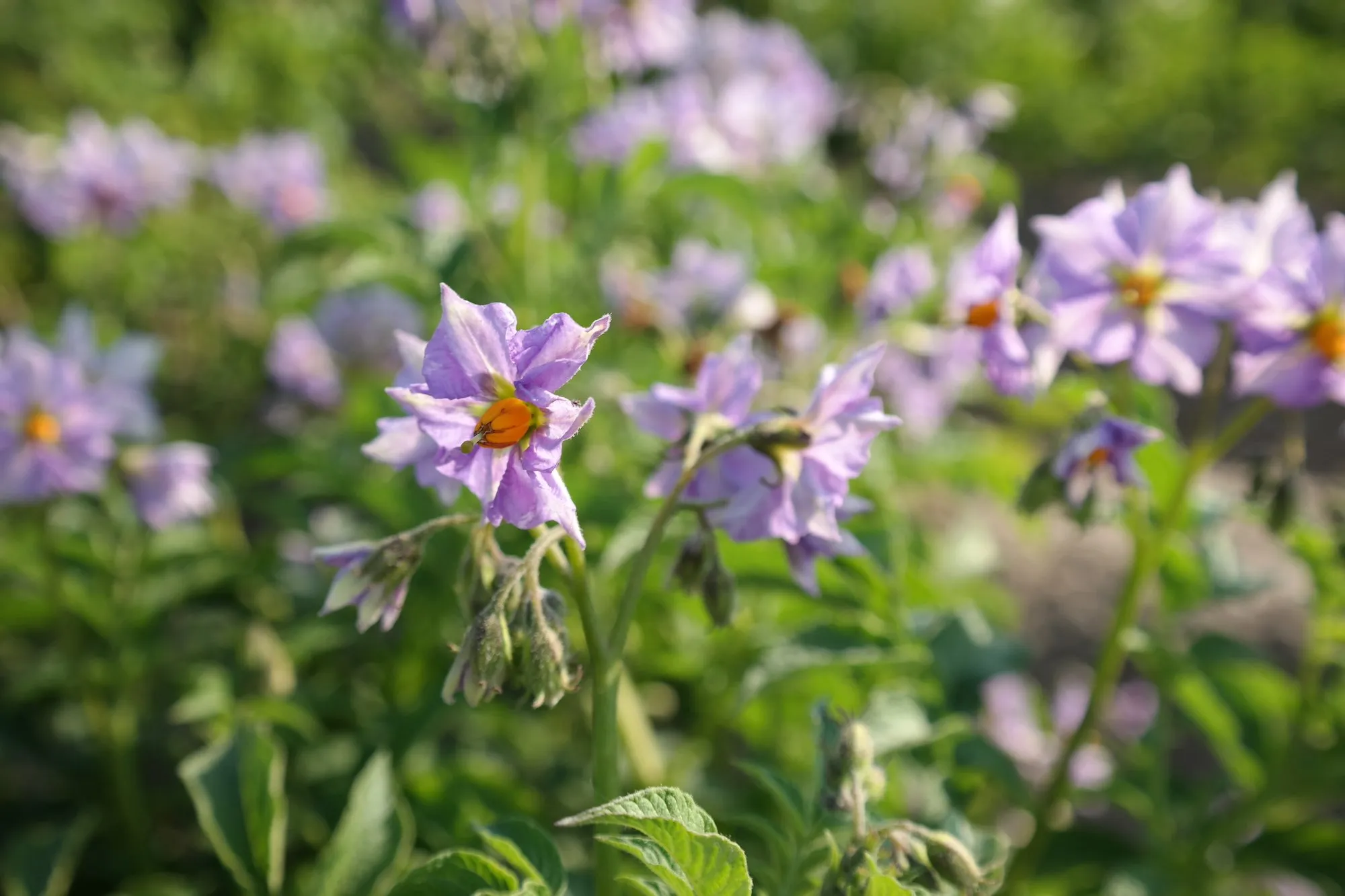 aardappelbloem paars sam 4790