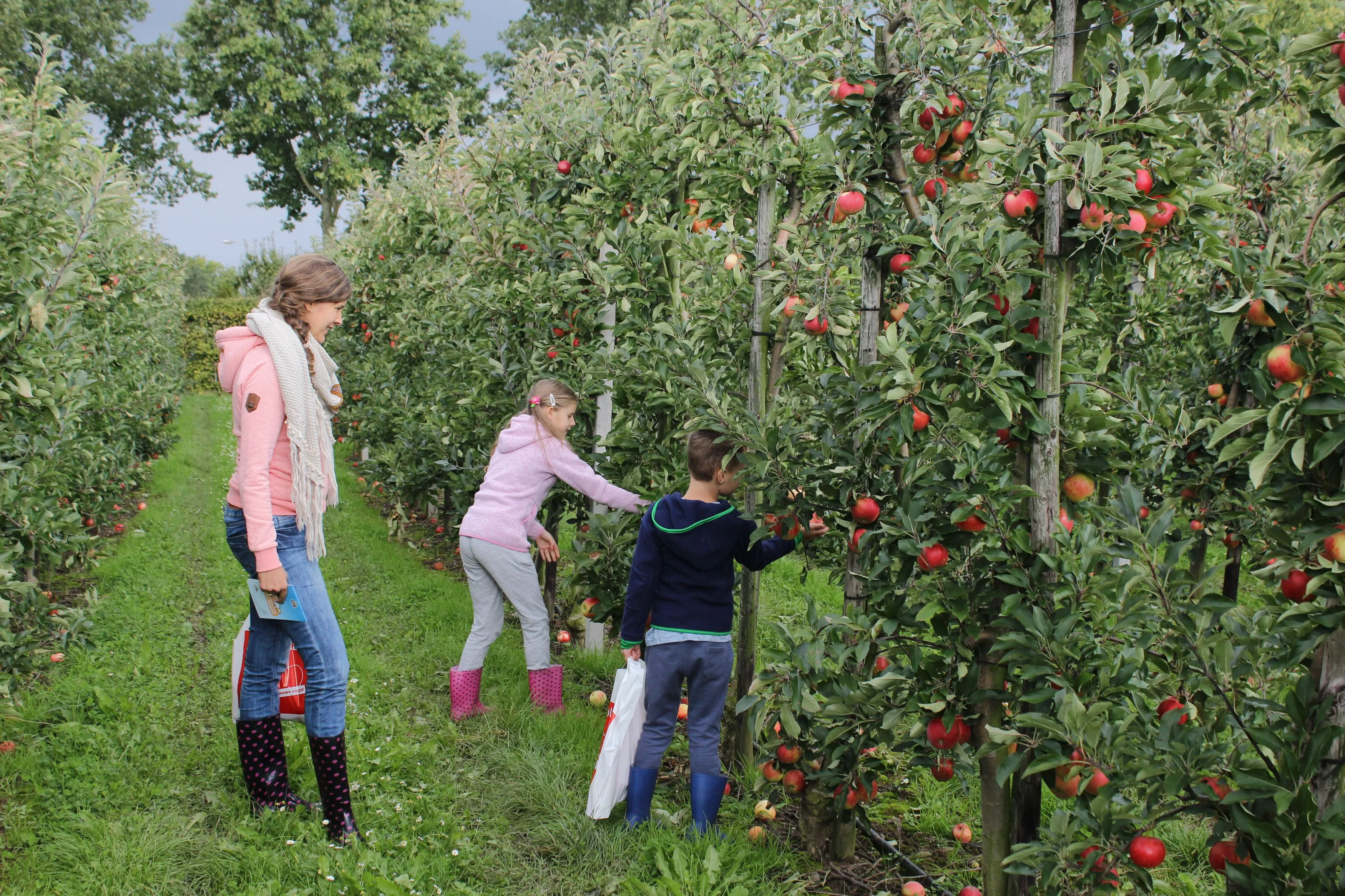 appels plukken in de boomgaard vink fruitboerderij